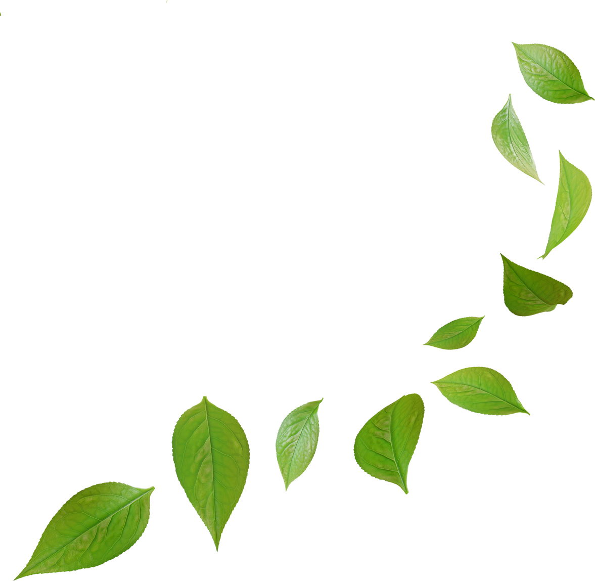green tea leaves in motion